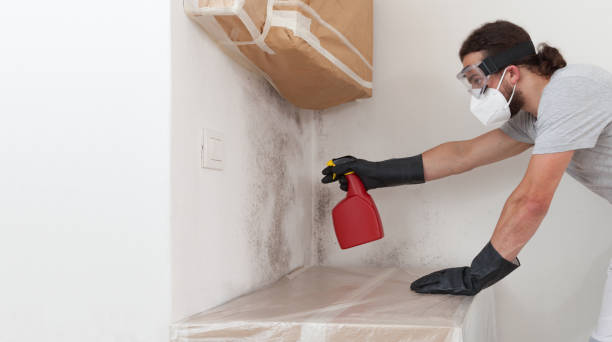 Professional Basement Mold Remediation technician working in Olney, IL