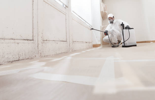 24/7 Emergency Basement Mold Remediation experts in Olney, IL