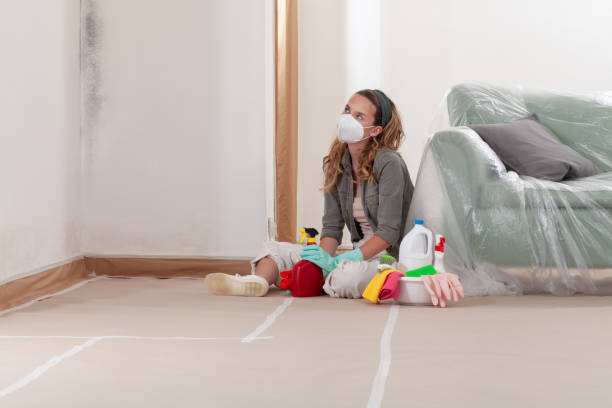 Reliable Basement Mold Remediation contractor in Olney, IL by Mold Remediation HQ