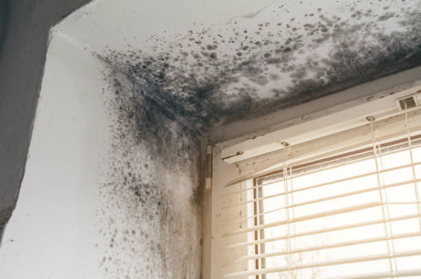 Affordable Basement Mold Remediation solutions in Olney, IL